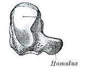 Hook of Hamate